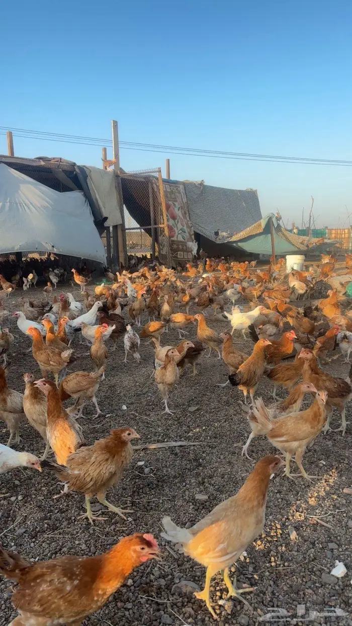 دجاج للبيع 10