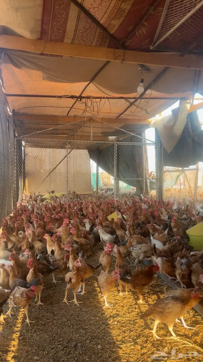 دجاج للبيع 6