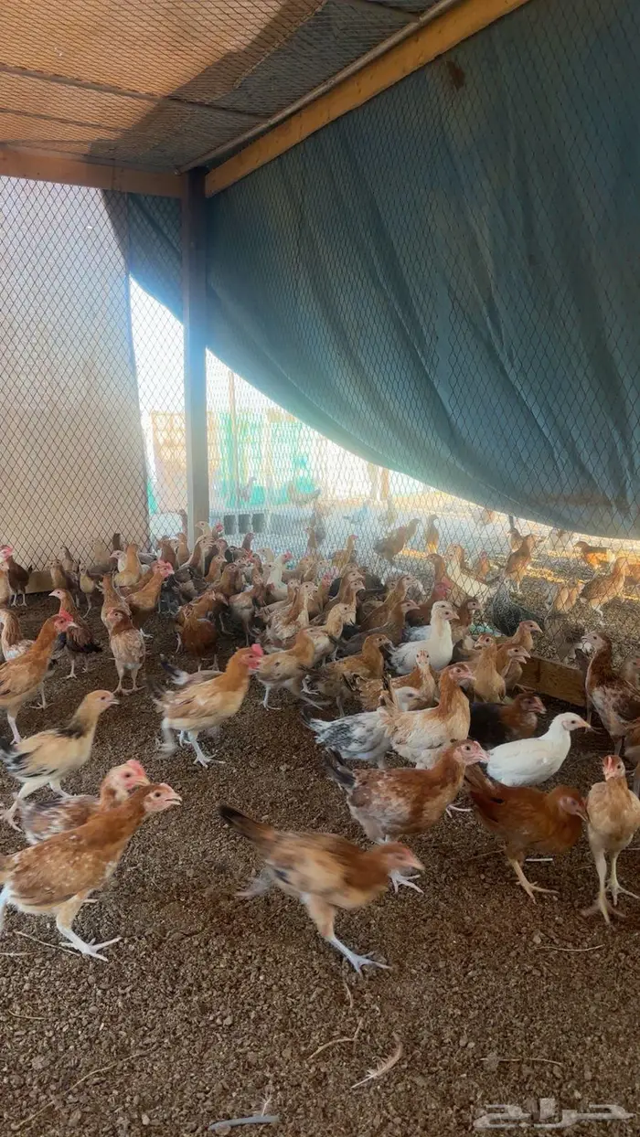 دجاج للبيع 8