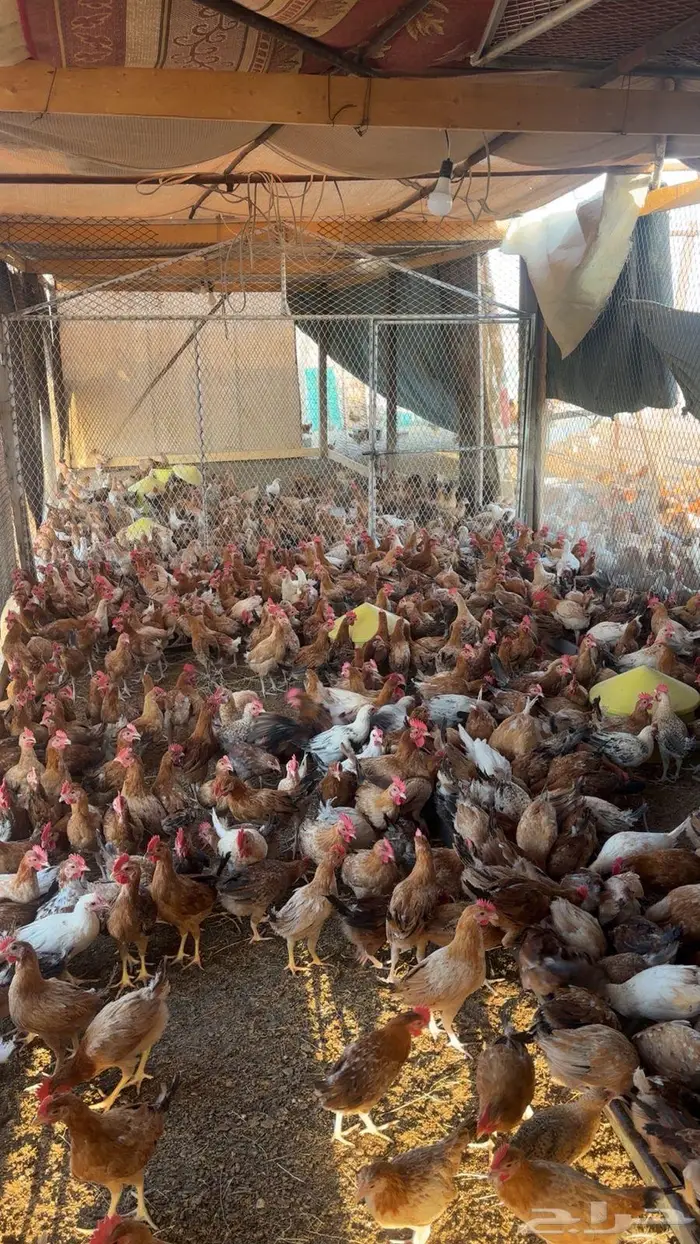 دجاج للبيع 7