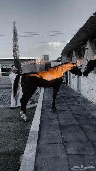 حصان عربي 0