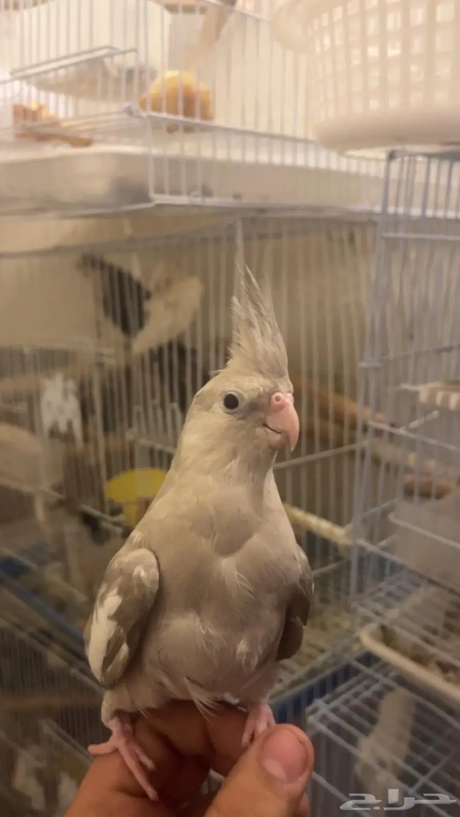 انثى كروان طحينيه نوادر 4