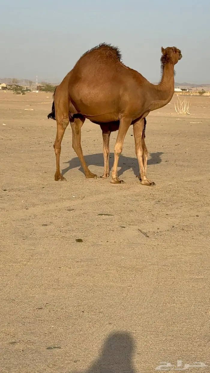 خلفه مصغر ساحليه زين وحليب 4
