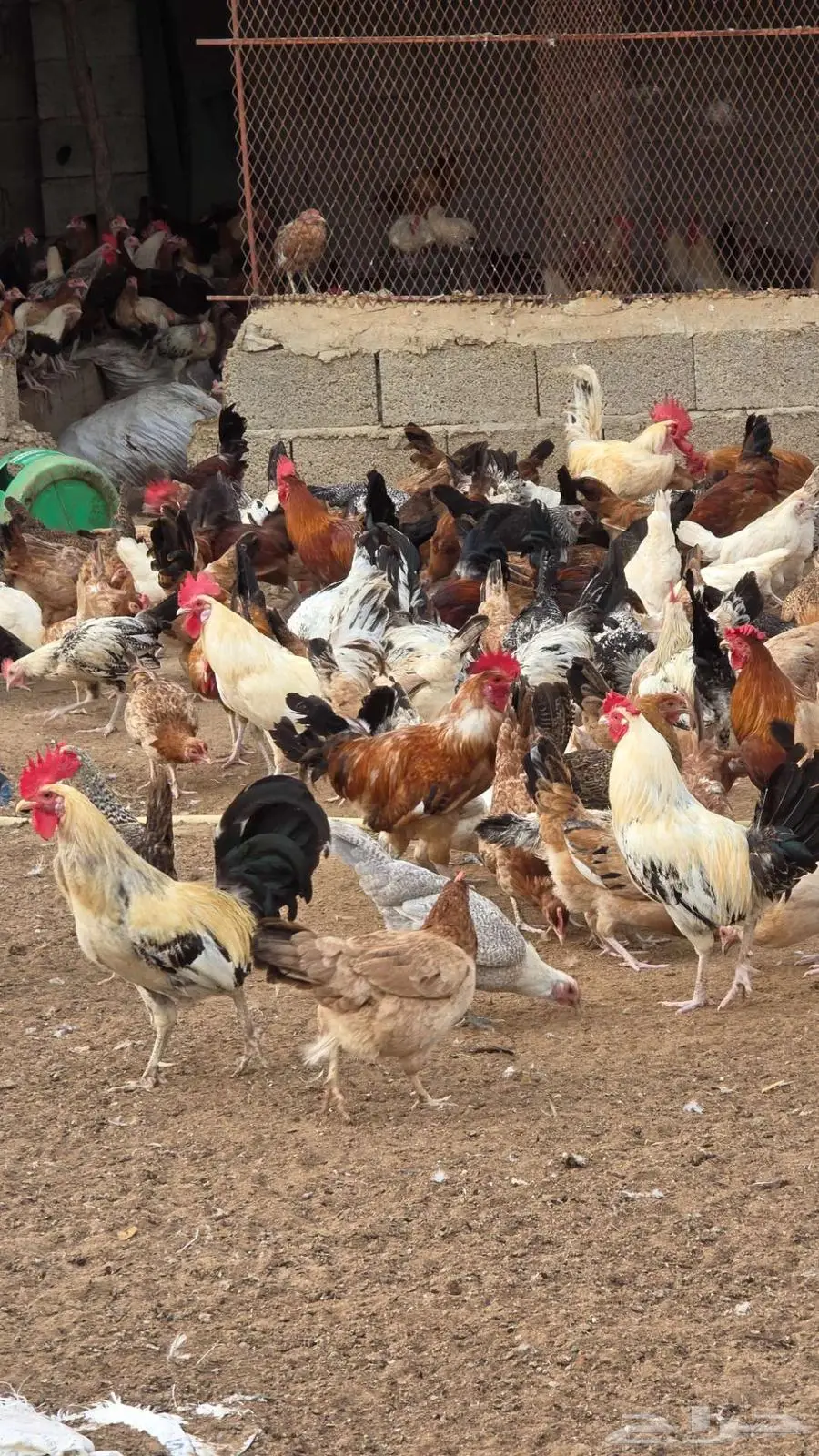 للبيع جملة دجاج بلدي وفيومي العدد فوق 1000 4