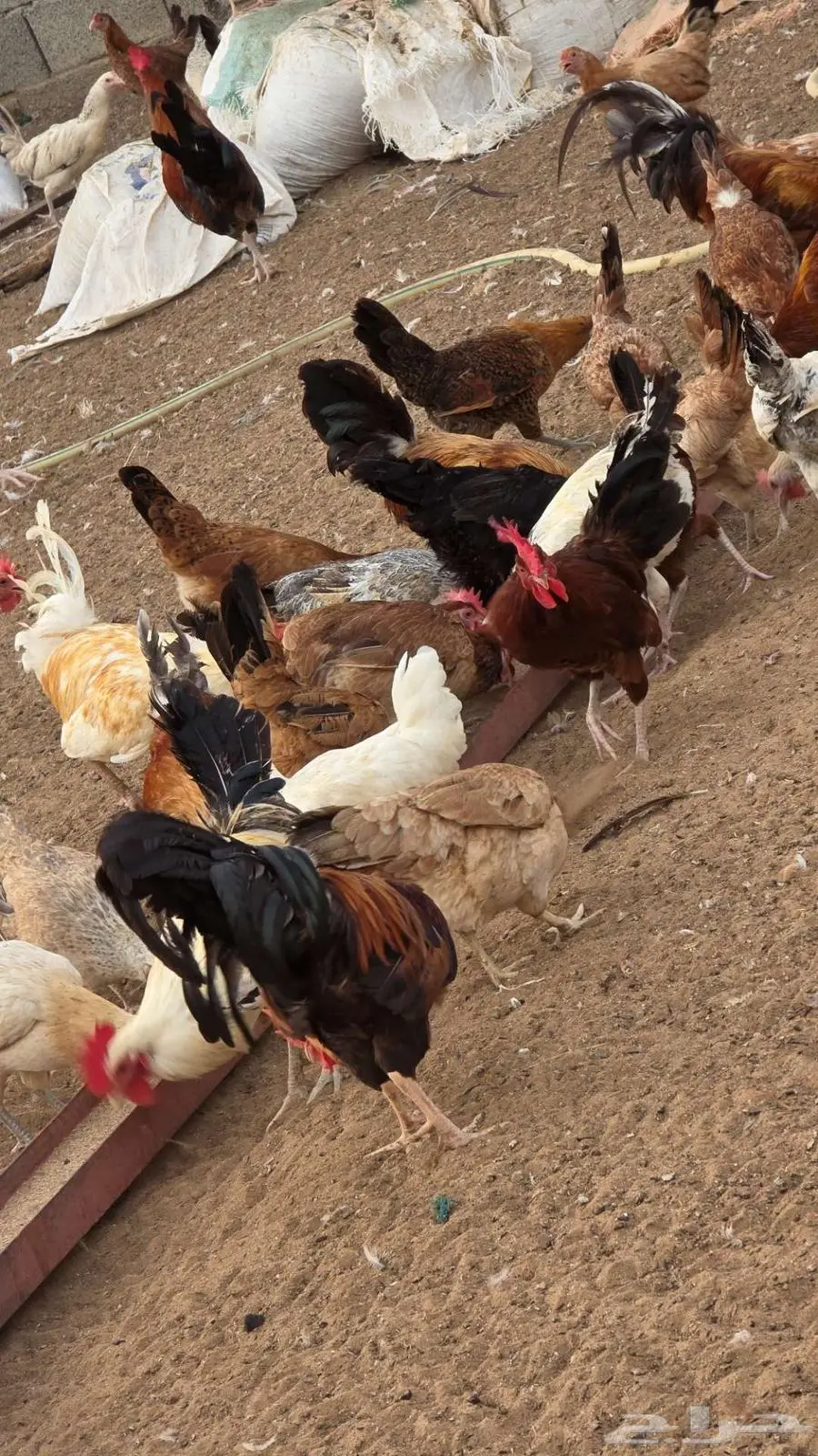 للبيع جملة دجاج بلدي وفيومي العدد فوق 1000 7