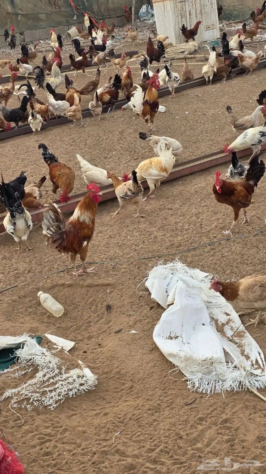 للبيع جملة دجاج بلدي وفيومي العدد فوق 1000 5