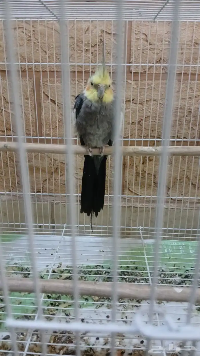 طيور 0