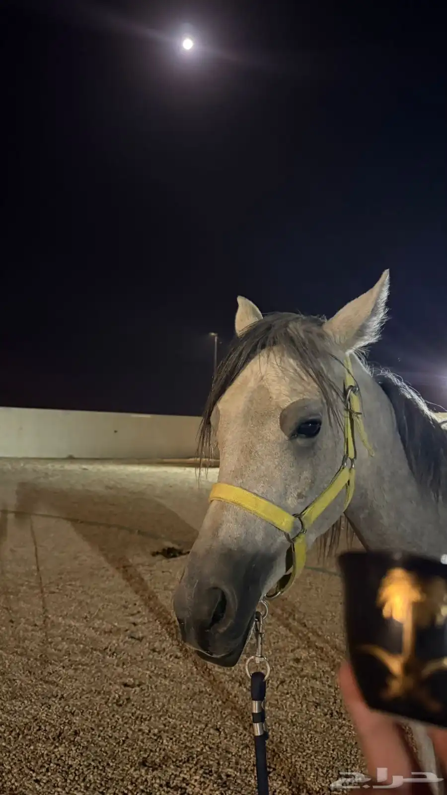 حصان مهر 0