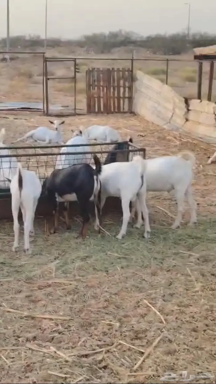 ذبايح مناسبات تيوس البيع جمله وقطاعي 0