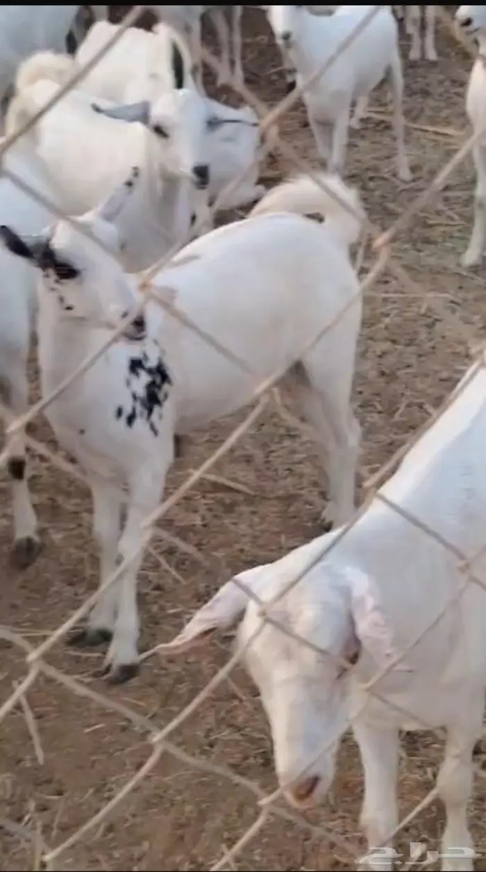 ذبايح مناسبات تيوس البيع جمله وقطاعي 15