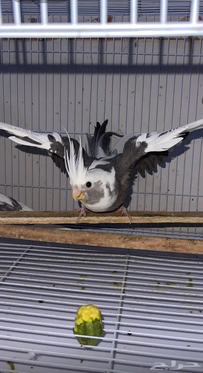 زوج كروان للبيع (تم البيع) 1