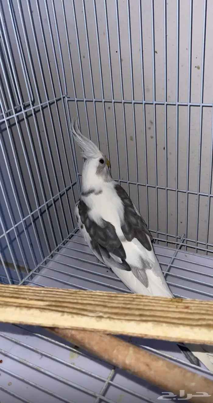 زوج كروان للبيع (تم البيع) 0