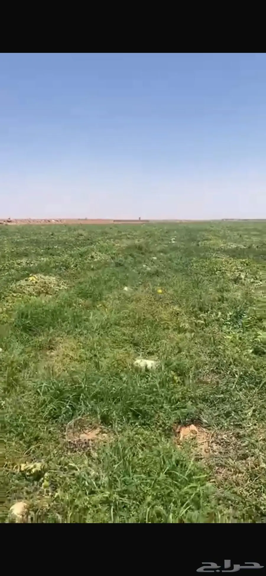 للبيع حصيدة محوري مزروع شمام للغنم 2
