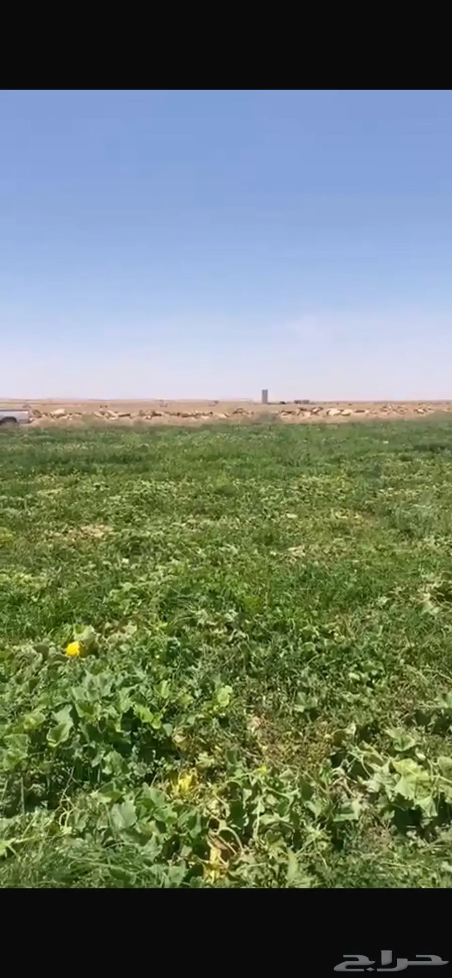 للبيع حصيدة محوري مزروع شمام للغنم 1