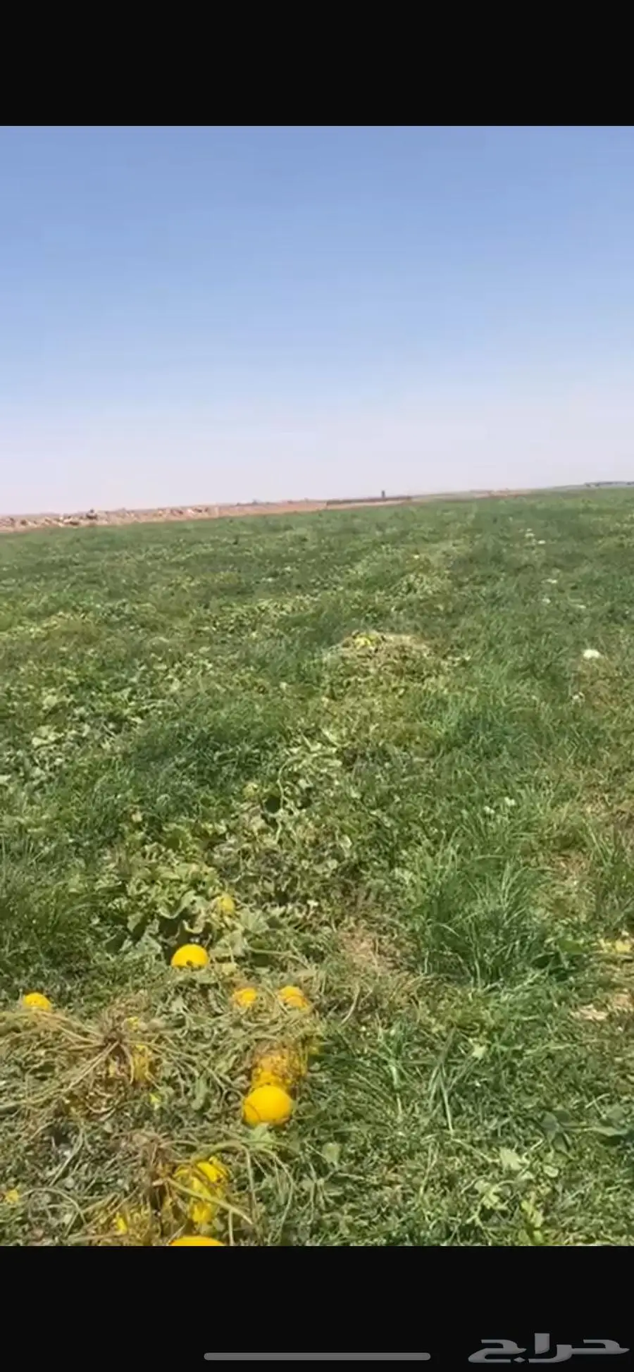 للبيع حصيدة محوري مزروع شمام للغنم 0