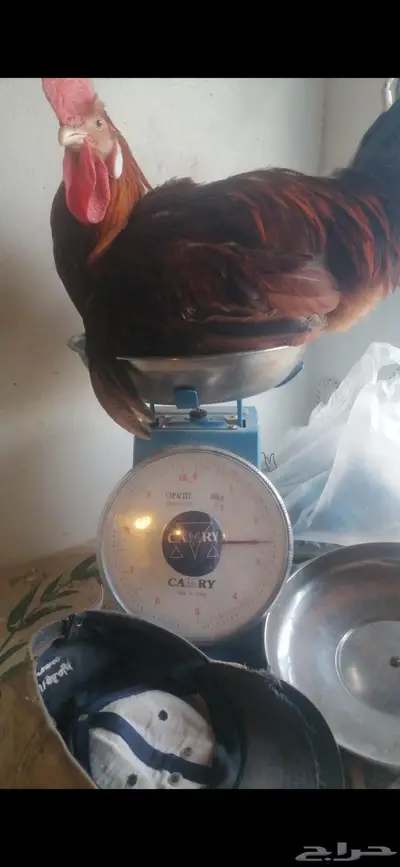ديوك فرنسية بلدي 0