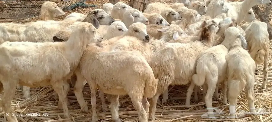 رخال رفيدي من 420 ريال 0