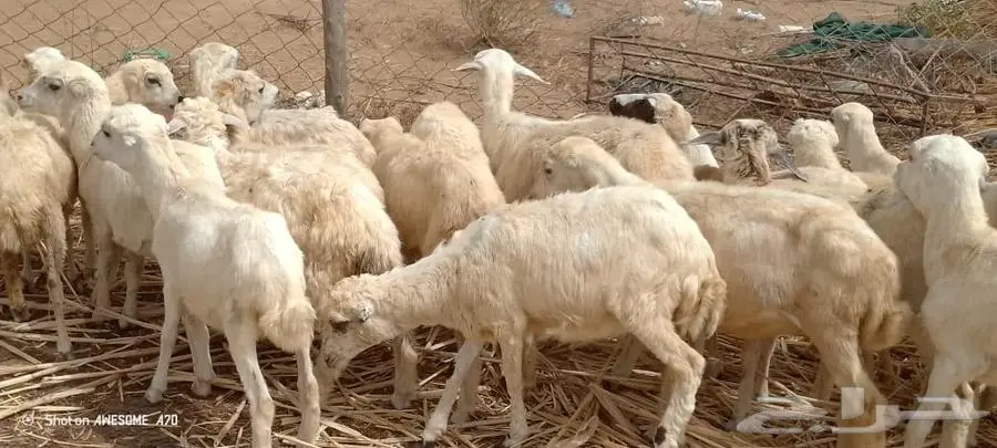رخال رفيدي من 420 ريال 2