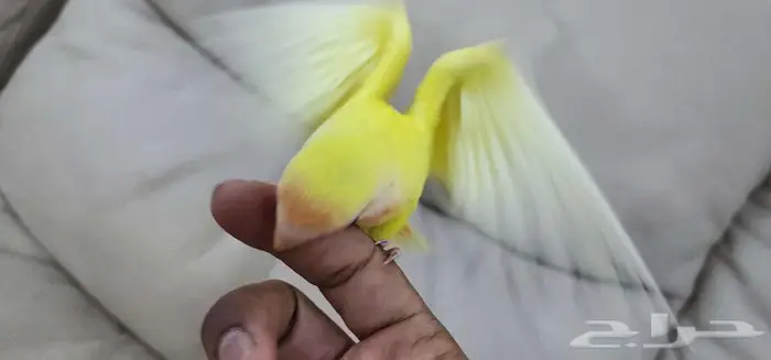 روز أليف 4