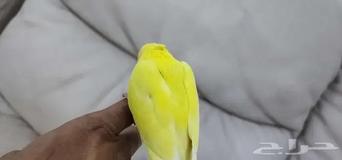 روز أليف 1