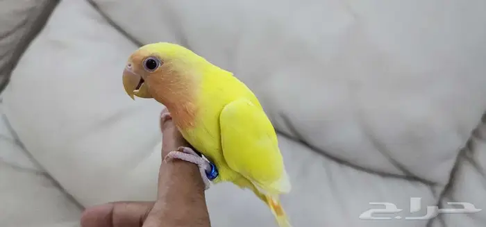 روز أليف 7