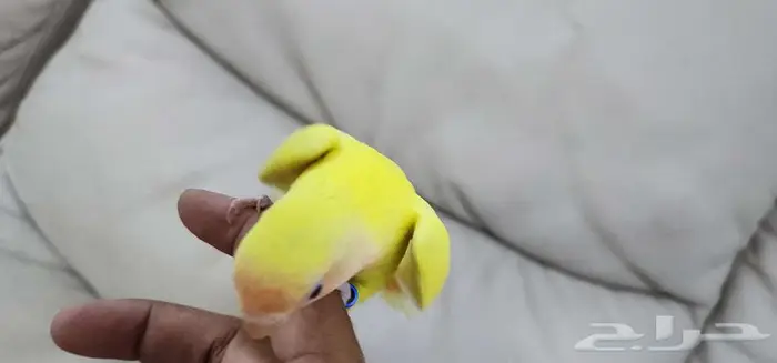 روز أليف 6