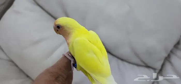 روز أليف 2
