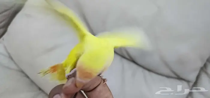 روز أليف 3