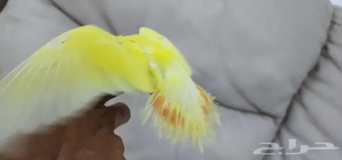 روز أليف 5