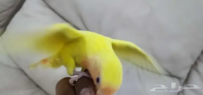 روز أليف 0