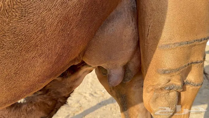 خلفه مصغر ساحليه زين وحليب 8
