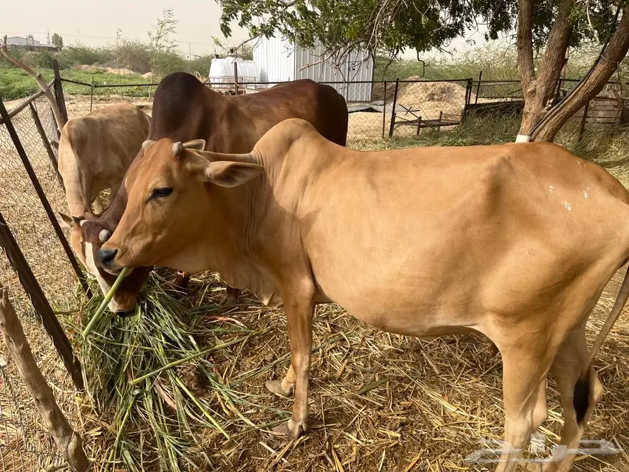 ثور فحل حار وشروط و بقره وحسيلة كلهم دفع 1