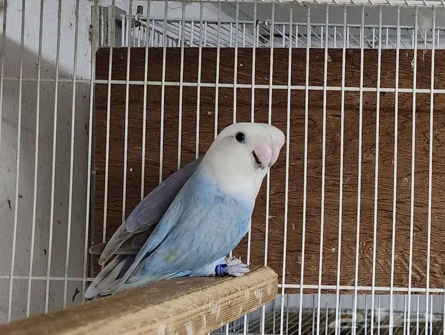 جوز روز اوبلاين 2