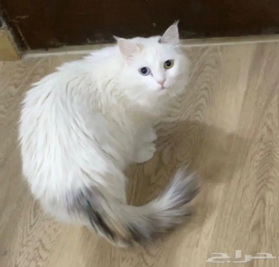 قطه معقمه ومعاها اغراض 1