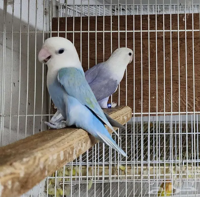 جوز روز اوبلاين 1