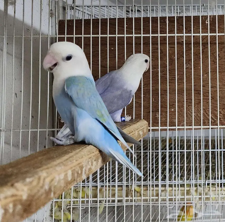 جوز روز اوبلاين 1