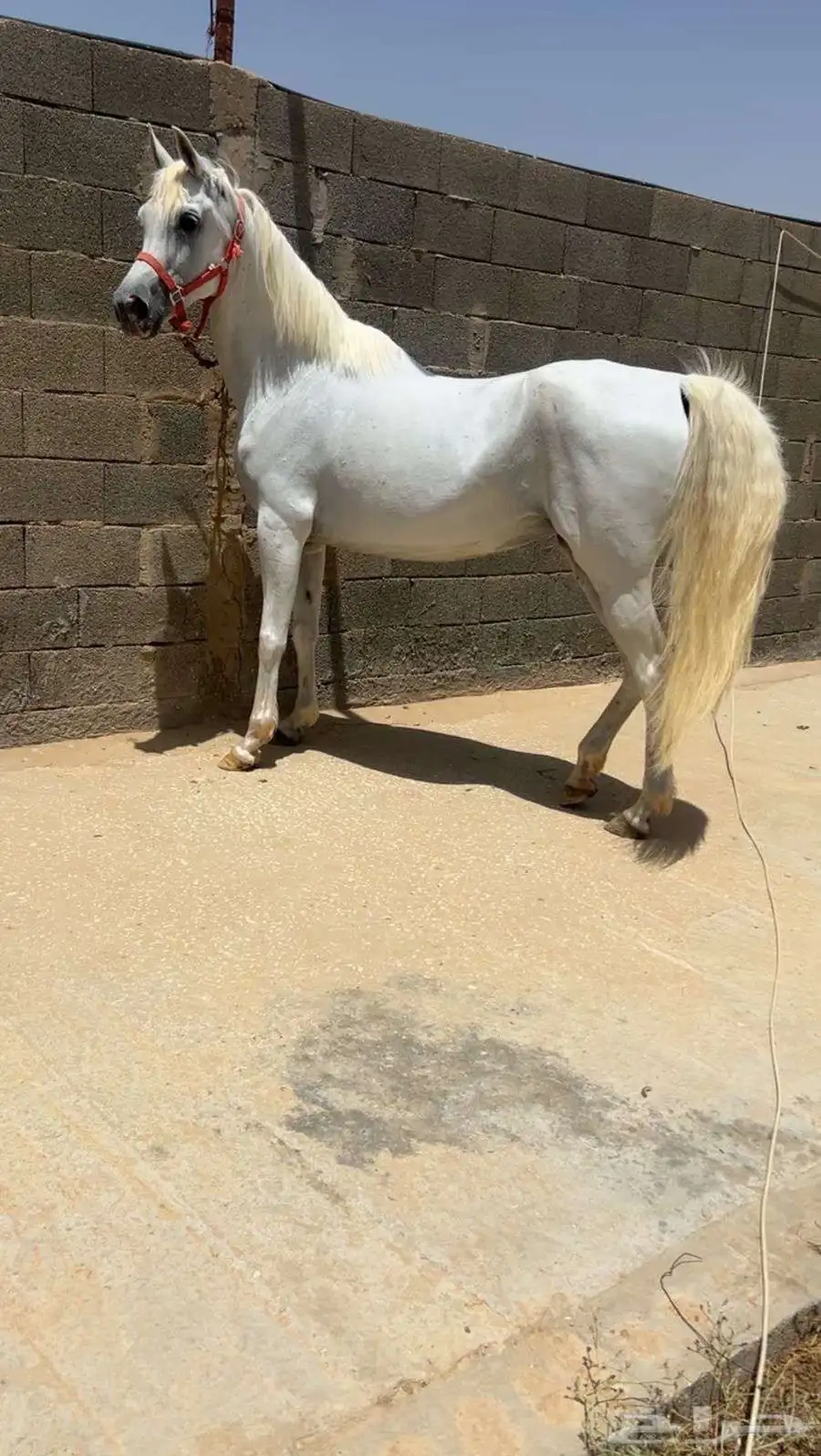 فرس واهو مصريه بيور شيخه البيع مستعجلل 4