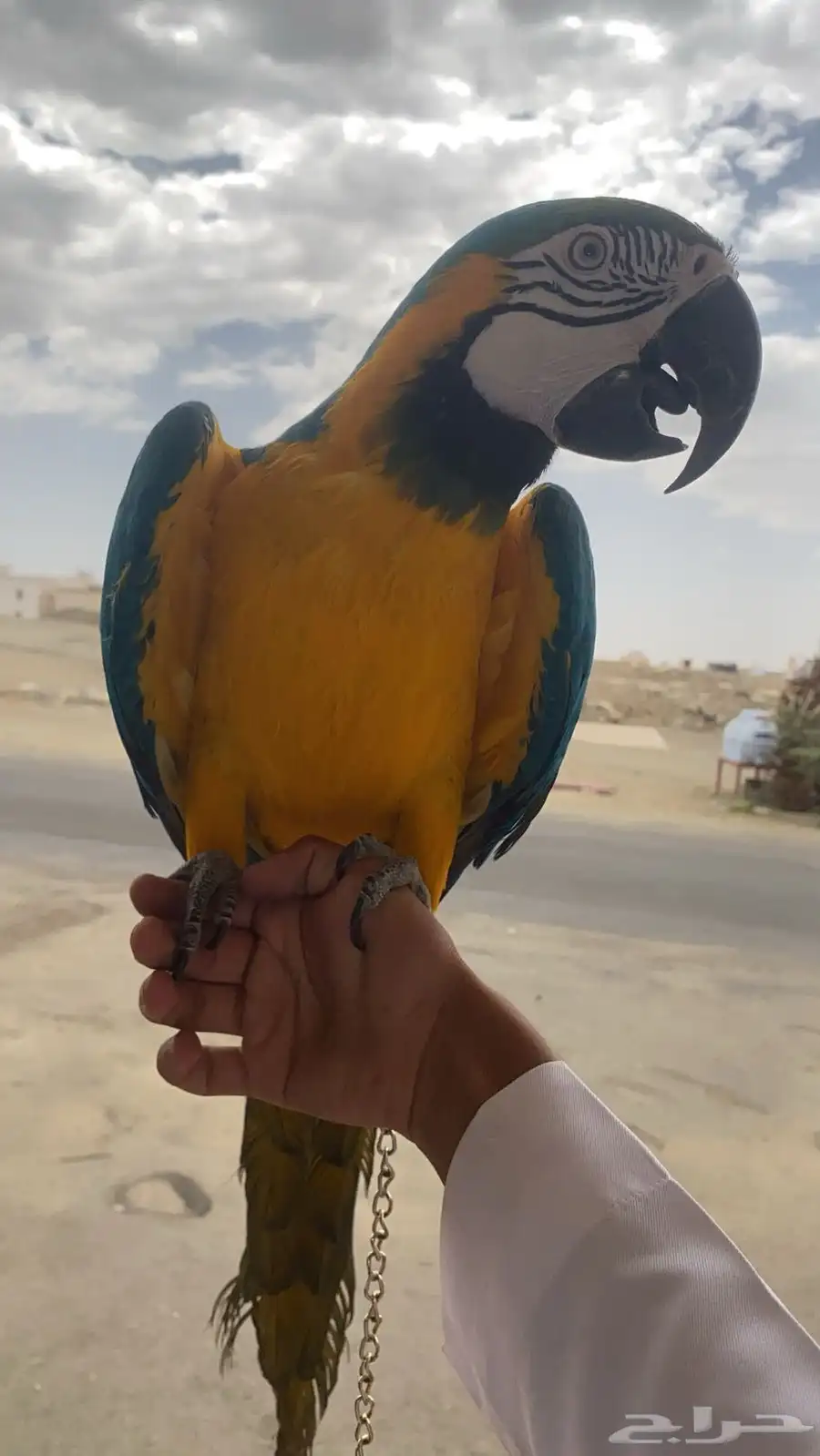 مكاو اليف جدا جدا ومتكلم وهدد للبيع بسعر مغري 0