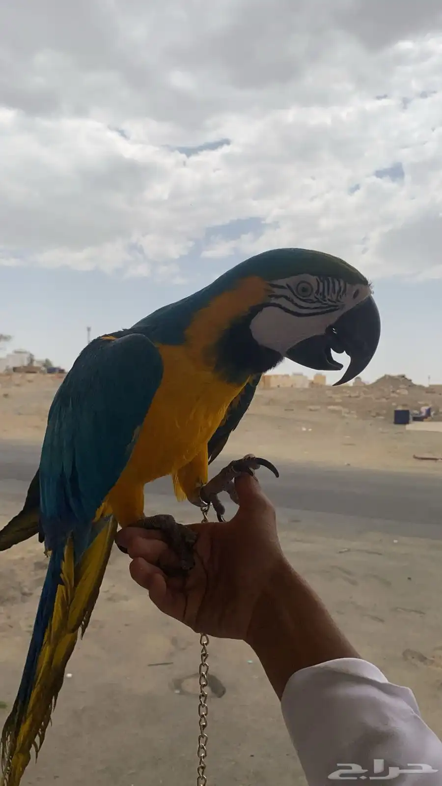 مكاو اليف جدا جدا ومتكلم وهدد للبيع بسعر مغري 1