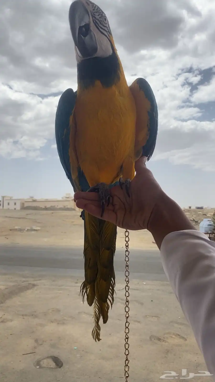مكاو اليف جدا جدا ومتكلم وهدد للبيع بسعر مغري 2