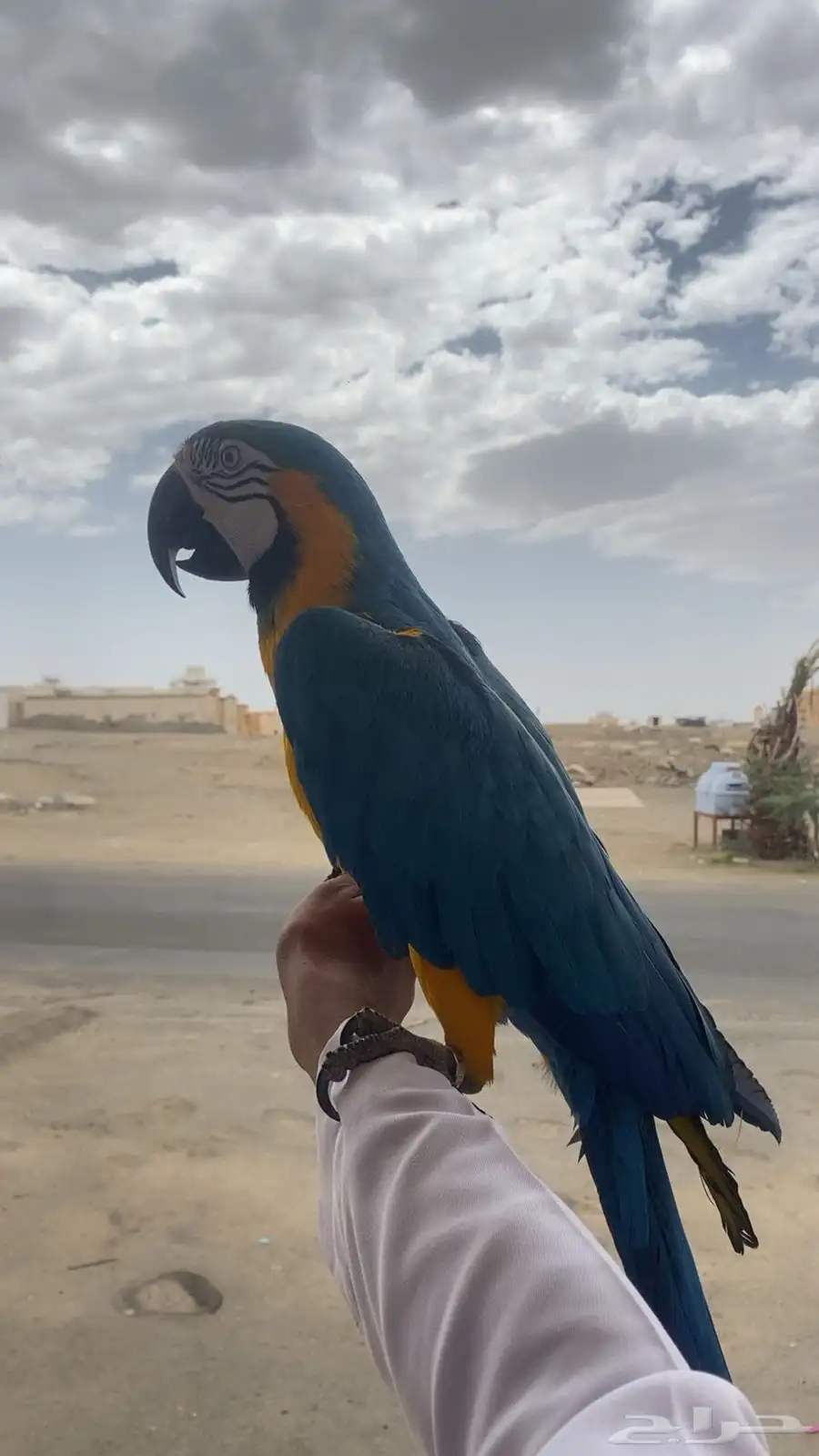 مكاو اليف جدا جدا ومتكلم وهدد للبيع بسعر مغري 7