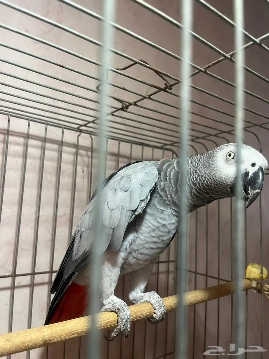 ببغاء كاسكو الصحه ممتازه . 0