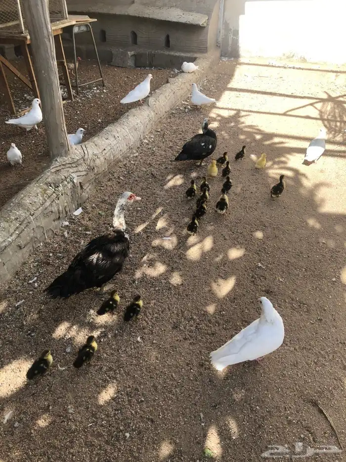 بط مع فروخه 4