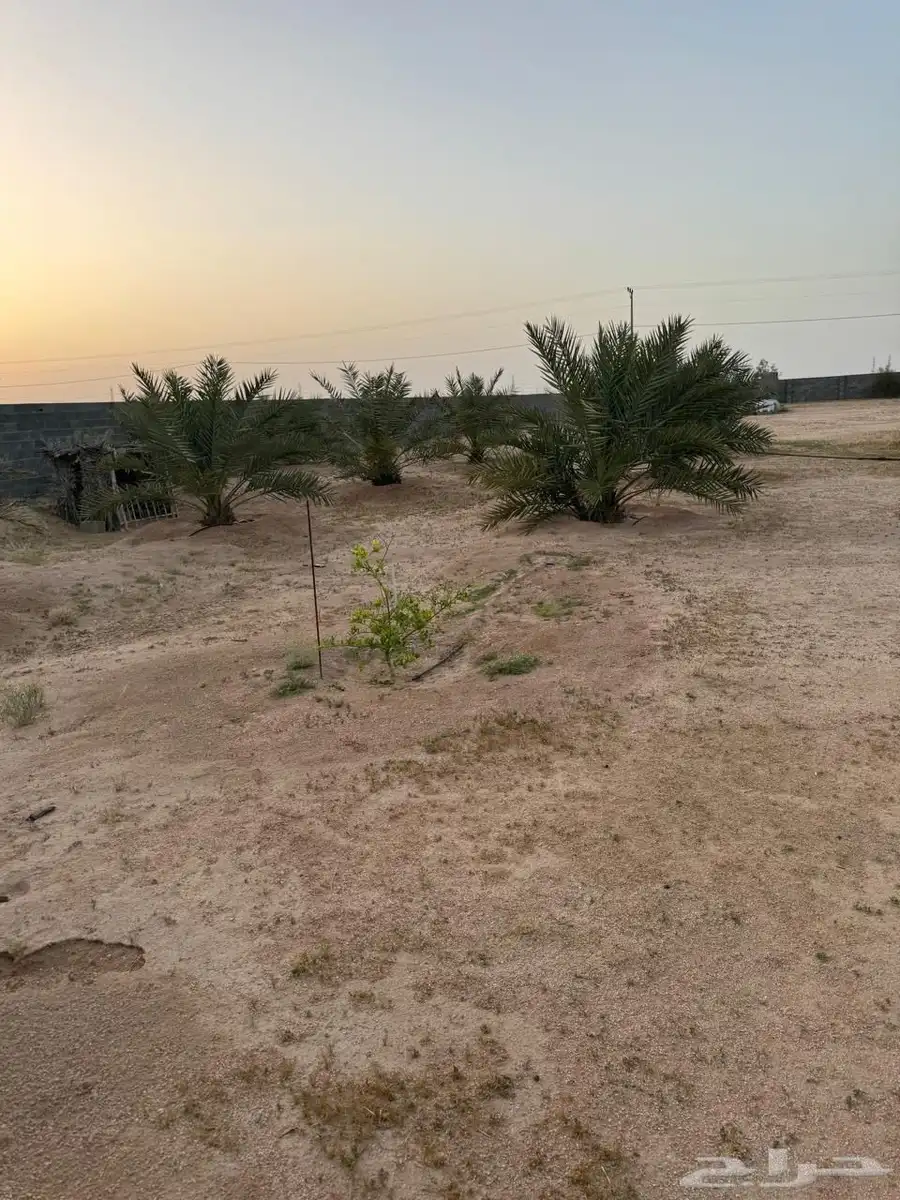 نخل للبيع 2