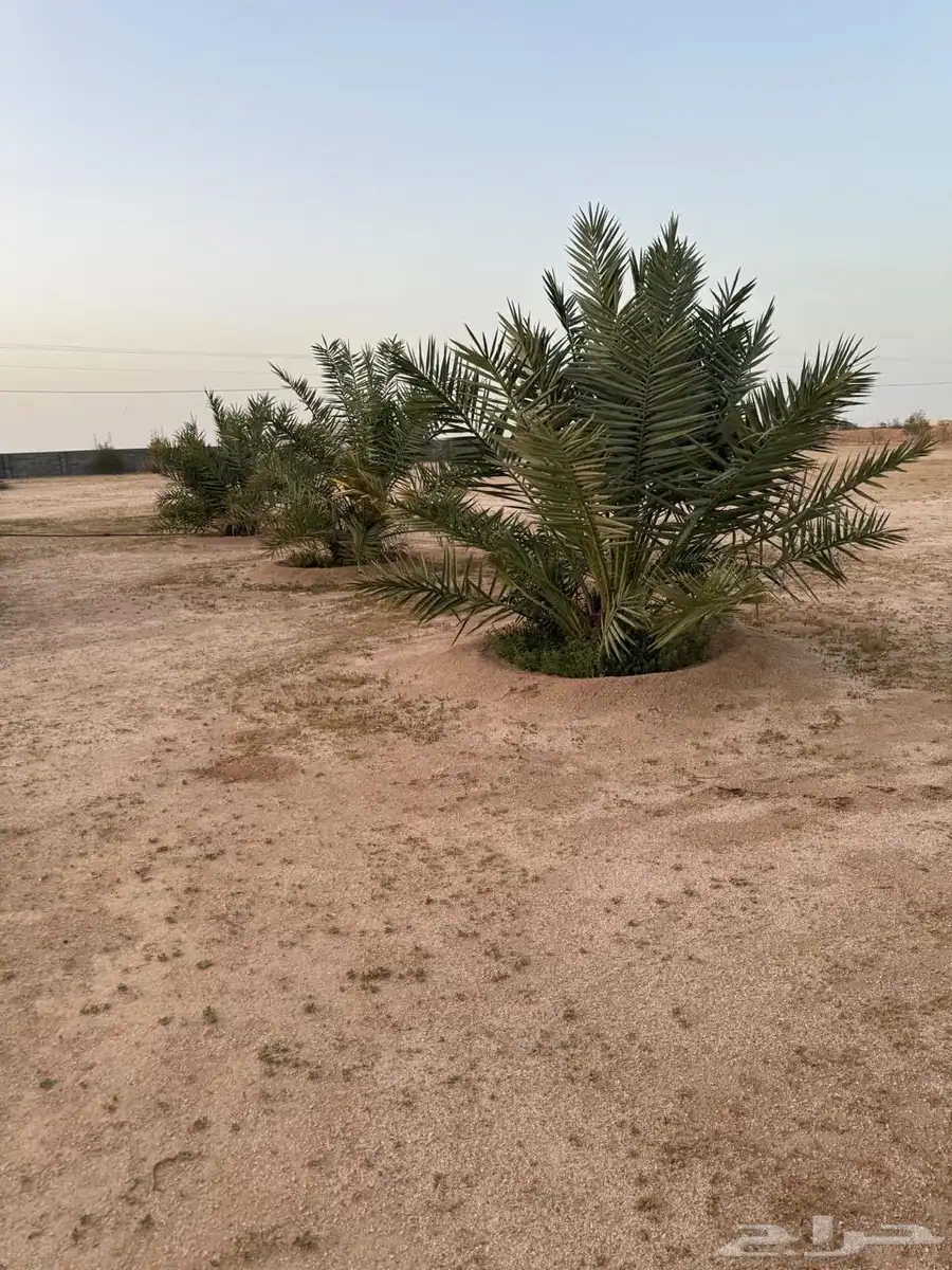 نخل للبيع 0