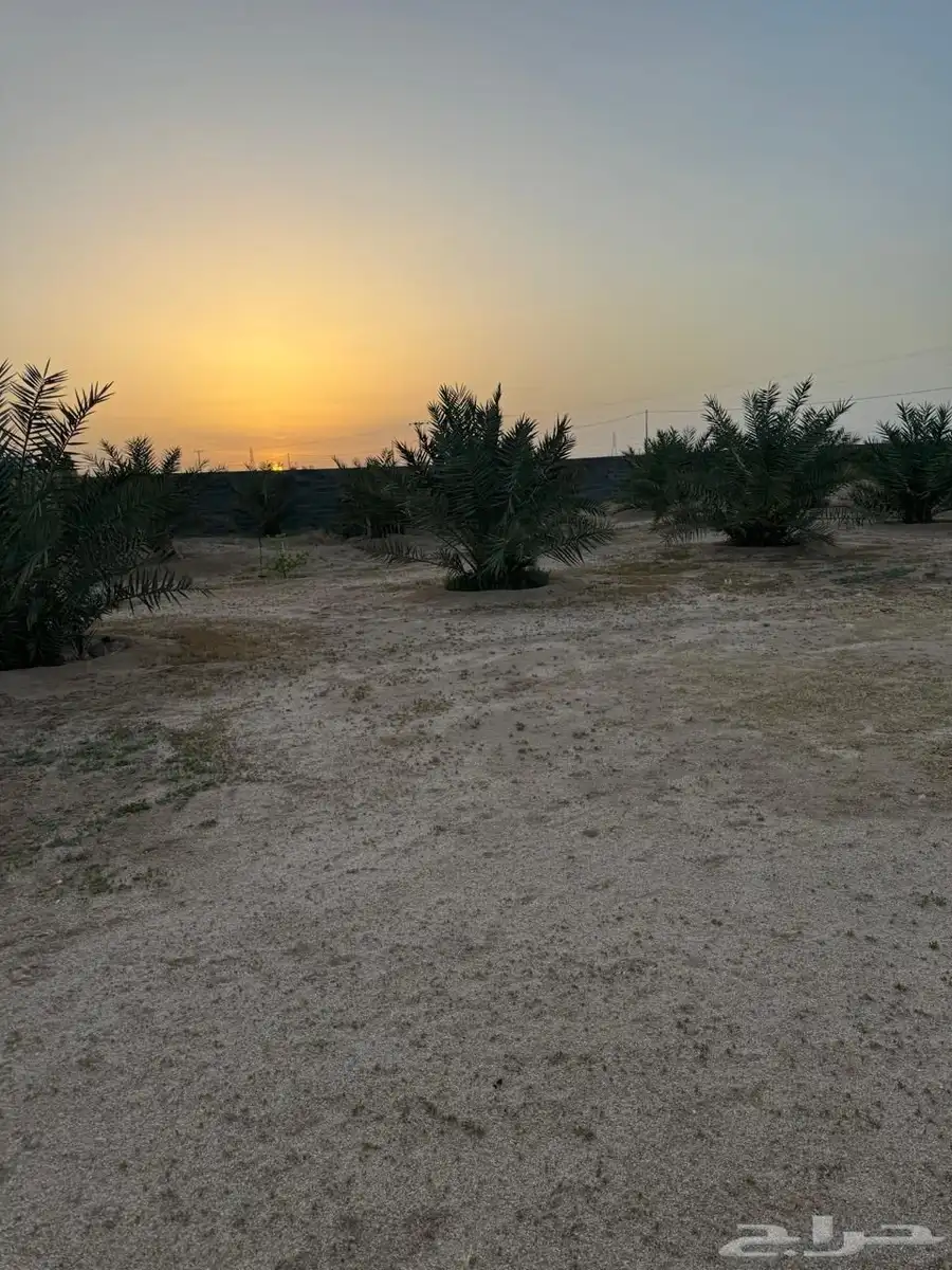نخل للبيع 3