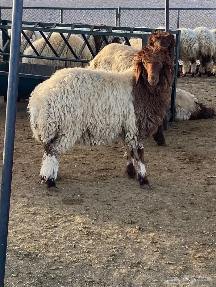 بيع بهم 2