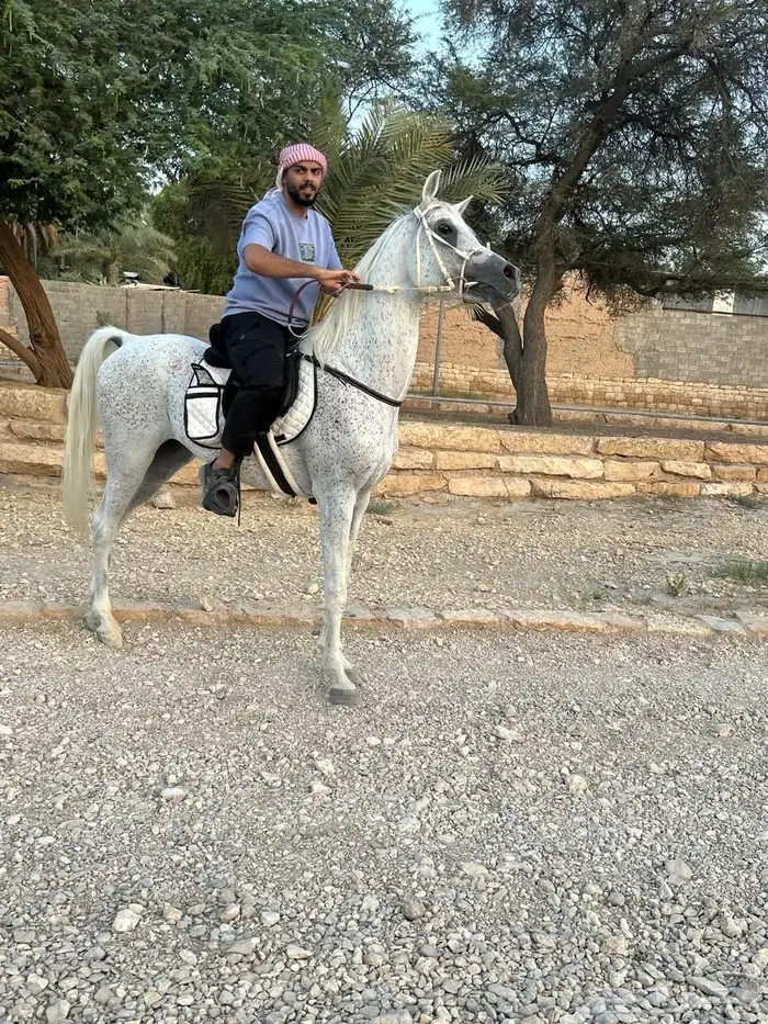 حصان عربي اصيل 4