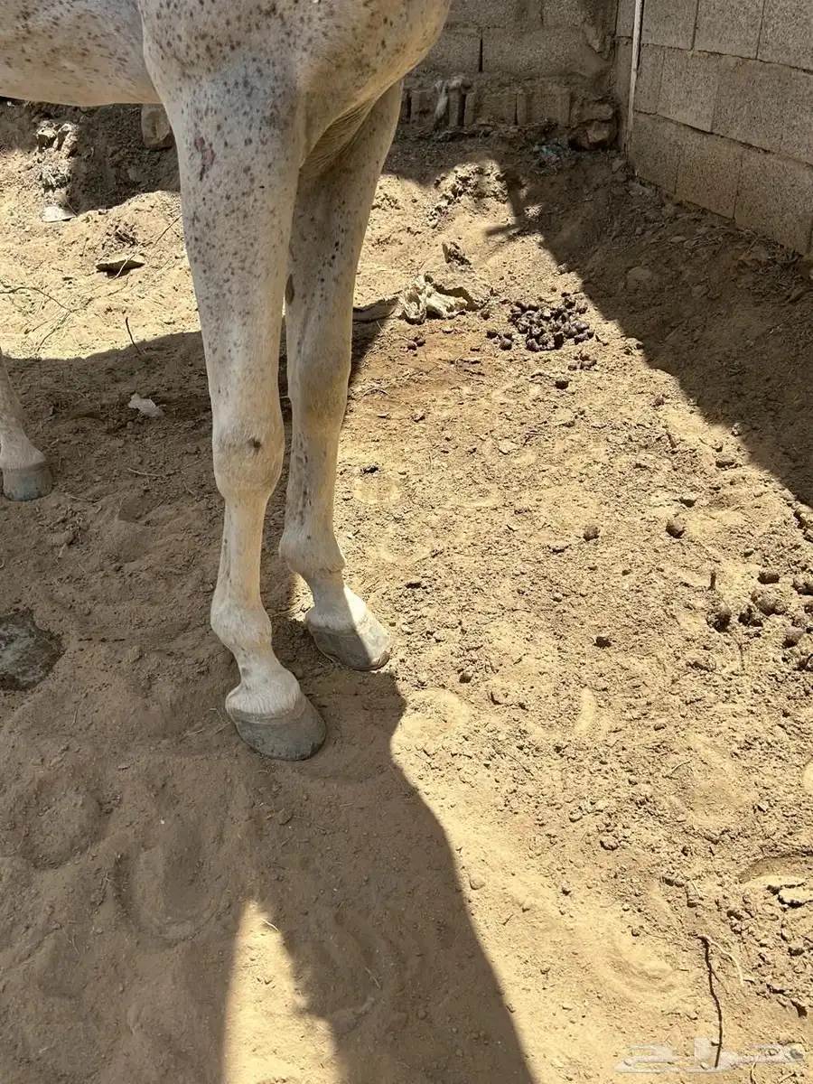 حصان عربي اصيل 9