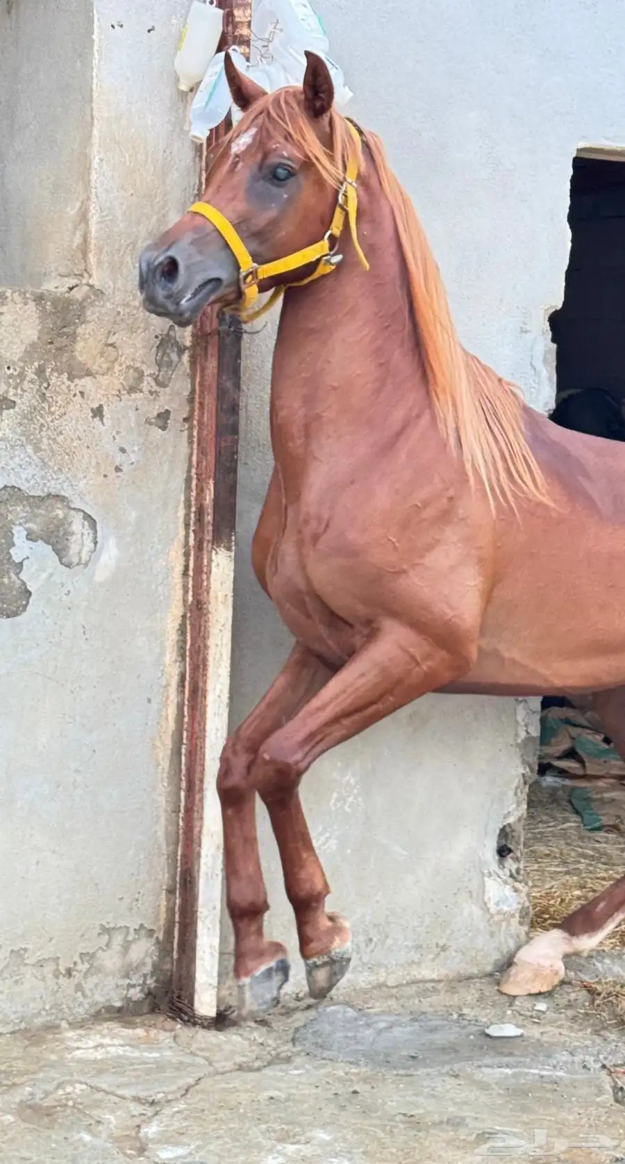 خيل 1